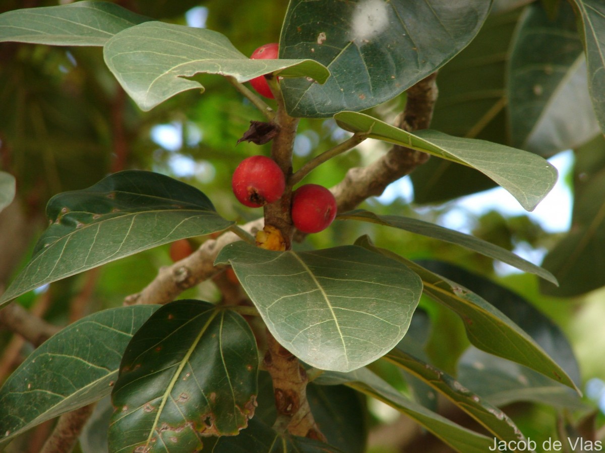 Ficus benghalensis L.